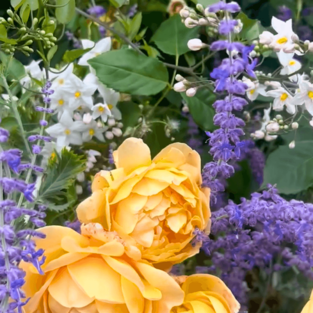 Yellow English roses, purple Russian sage (Perovskia), and white jasmine flowers in a vibrant Galway garden.