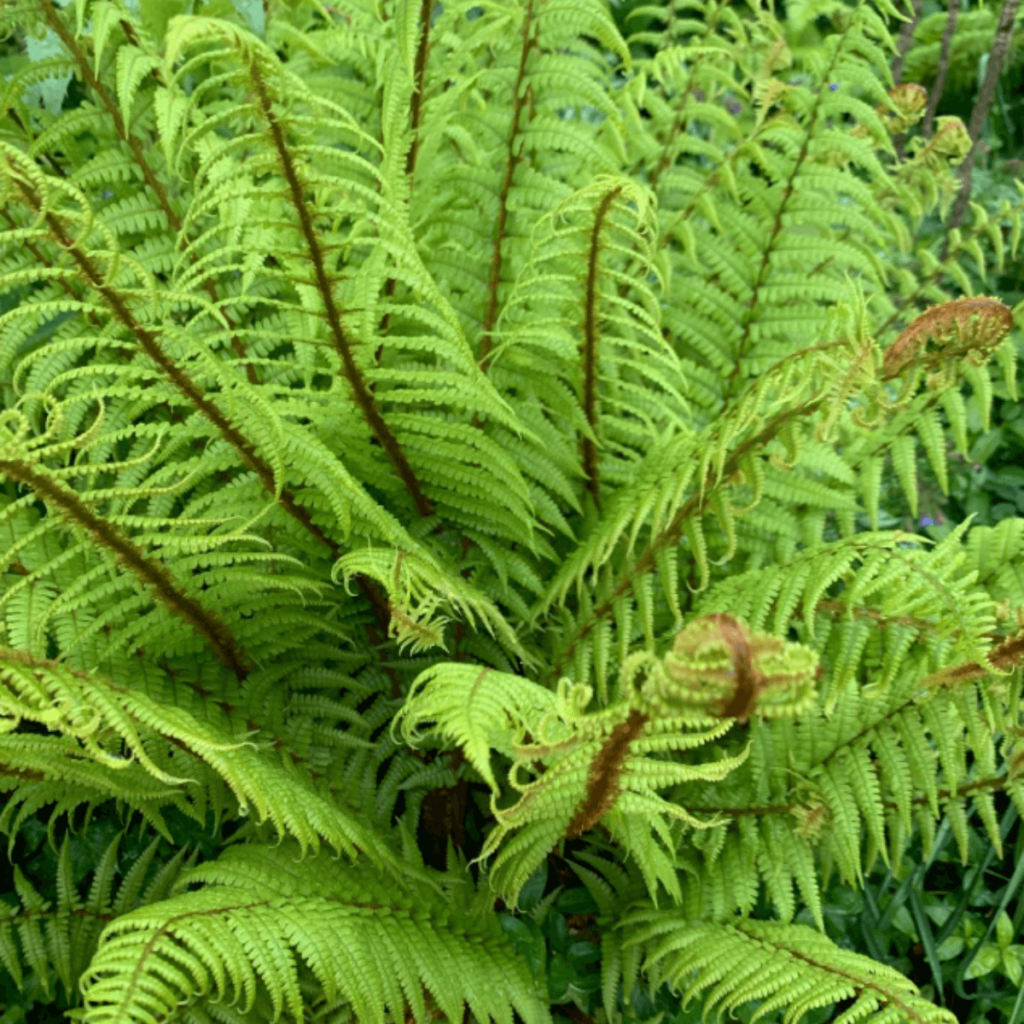 Lush Dryopteris wallichiana fern growing in a shaded Galway garden.
