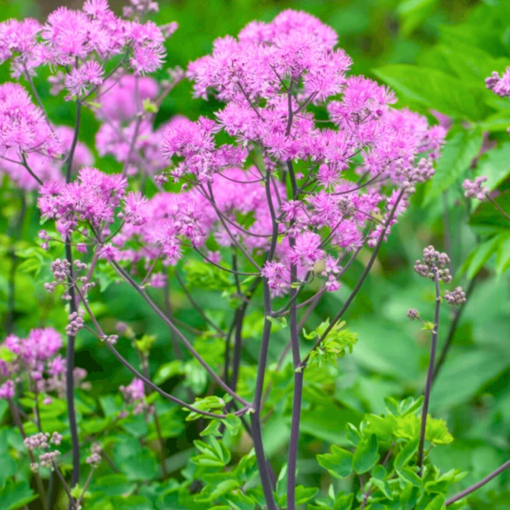 Airy pink Thalictrum delavayi (Chinese meadow rue) blooming in a Galway garden.