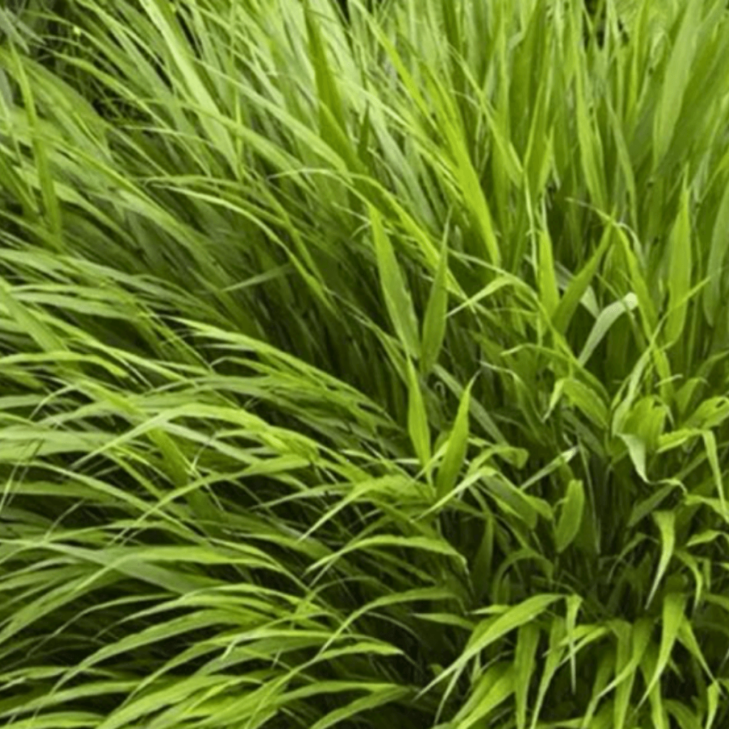 Lush clump of Japanese forest grass (Hakonechloa) growing in a garden in Galway.