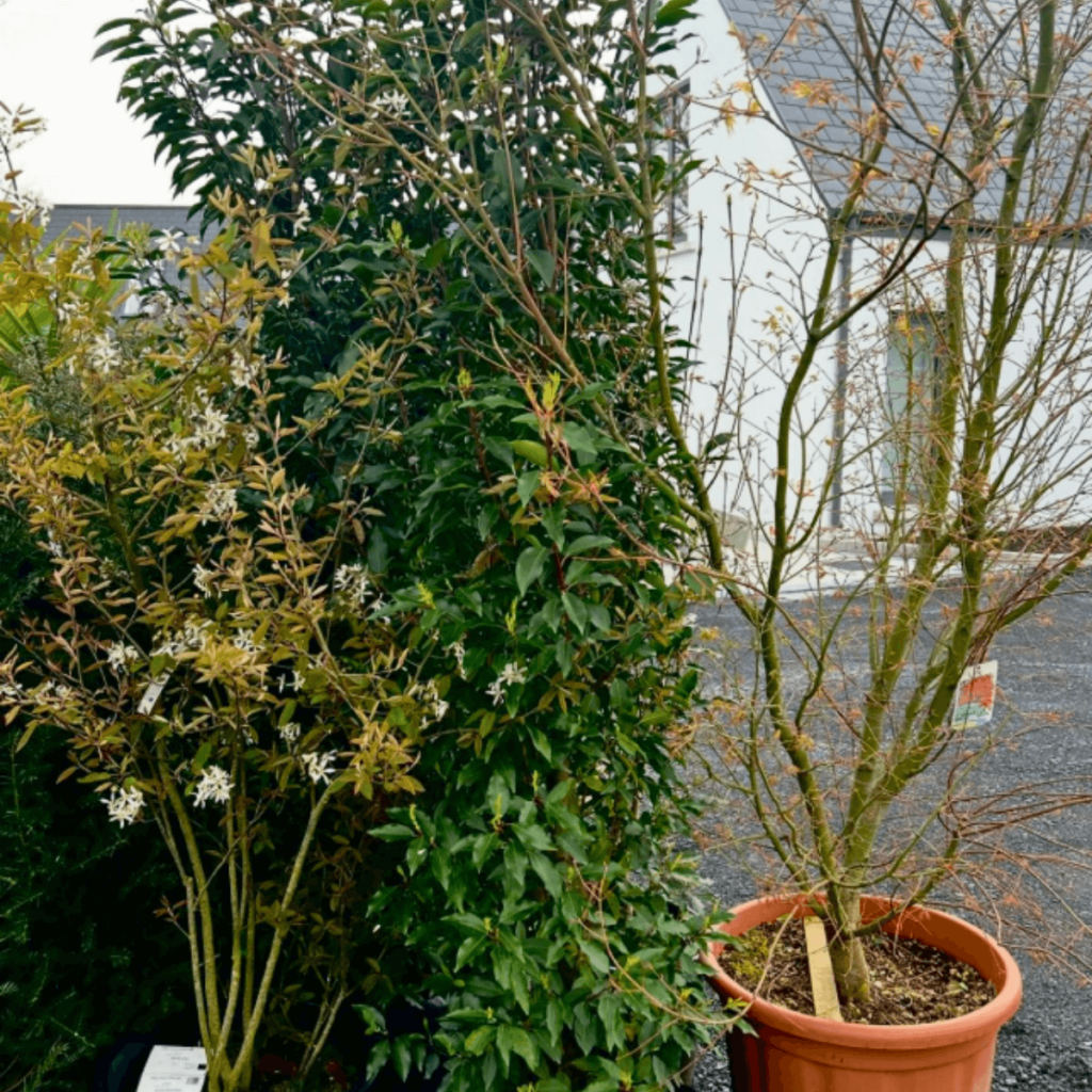 Potted Amelanchier lamarckii and bare Acer palmatum tree in a modern Galway garden setting.