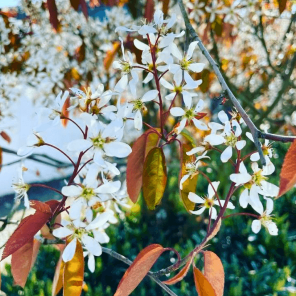 Amelanchier lamarckii (Juneberry) in spring bloom with white flowers and coppery leaves in a Galway garden.
