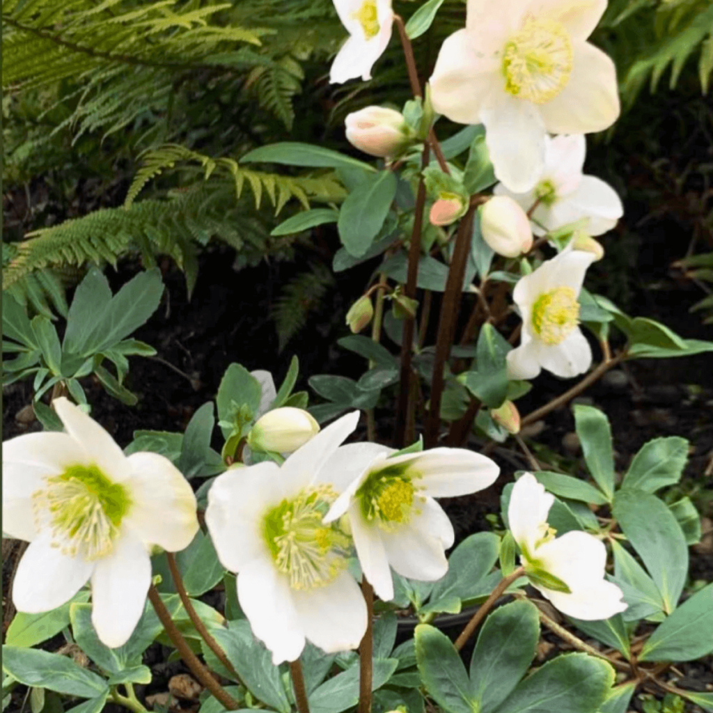 White Helleborus niger (Christmas Rose) blooming in a shaded Galway garden with lush green foliage.