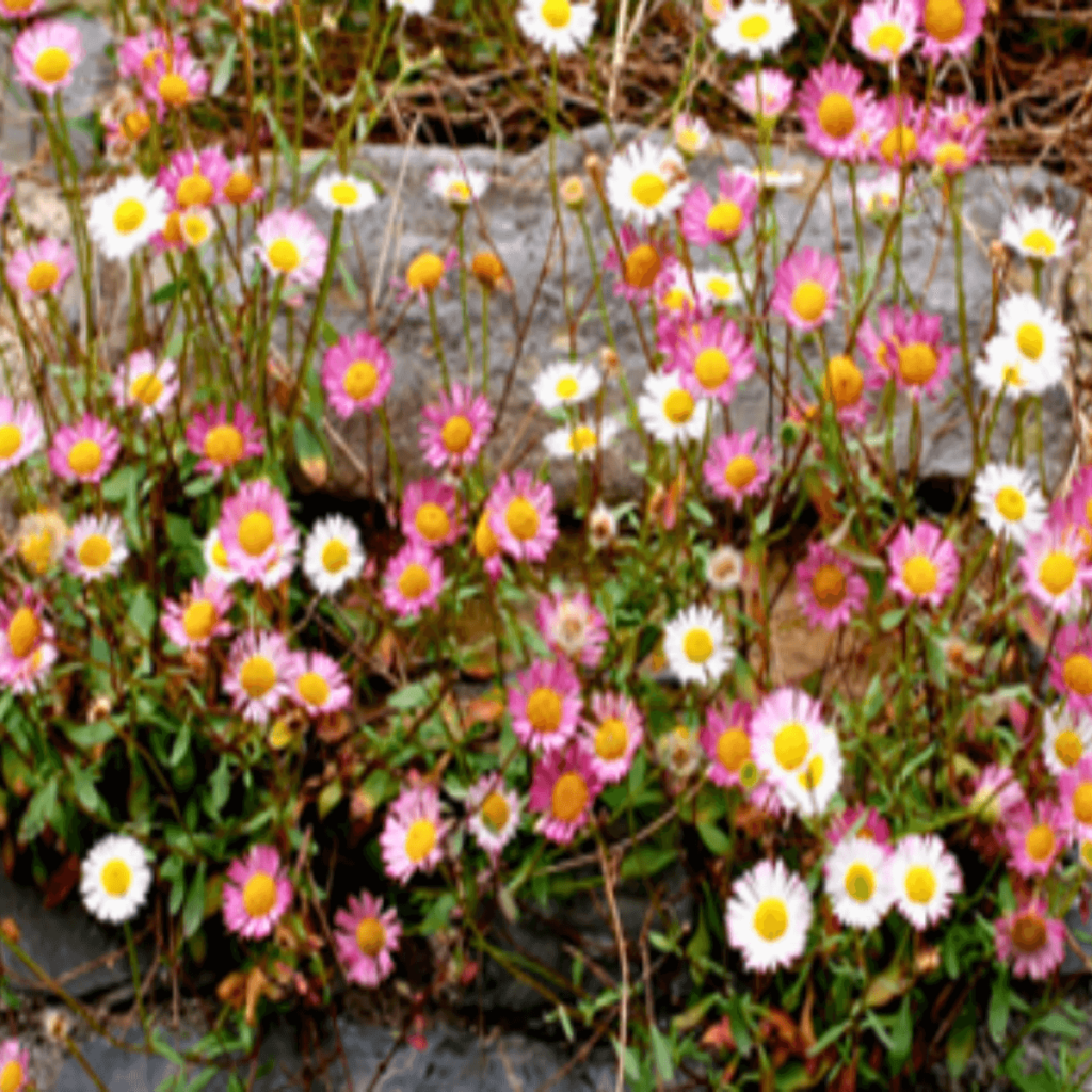 White and pink flowers blooming in a vibrant Galway garden.