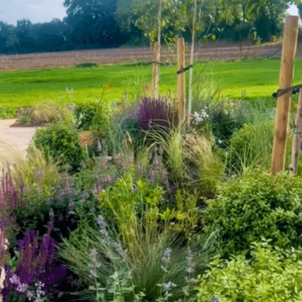 Mixed foliage and flowering plants in a lush Galway garden.
