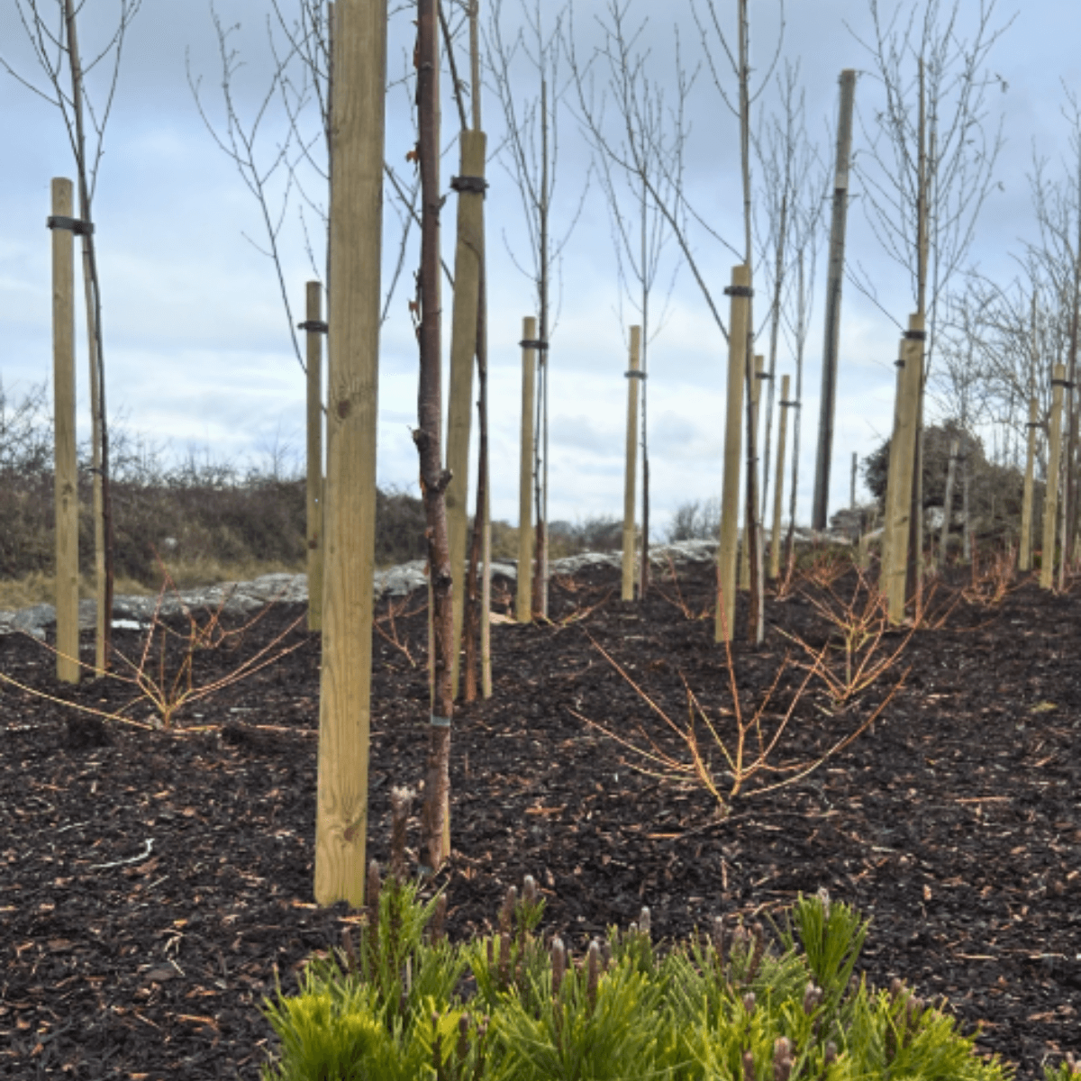 tress-planted-in-coastal-garden