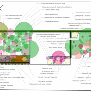 Galway garden planting plan by professional garden designer
